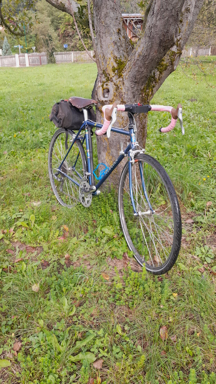 Bike, with pink handlebar tape and brown brake lever hoods, leaning up against an old apple tree with a partly mossy trunk, front tyre is wet