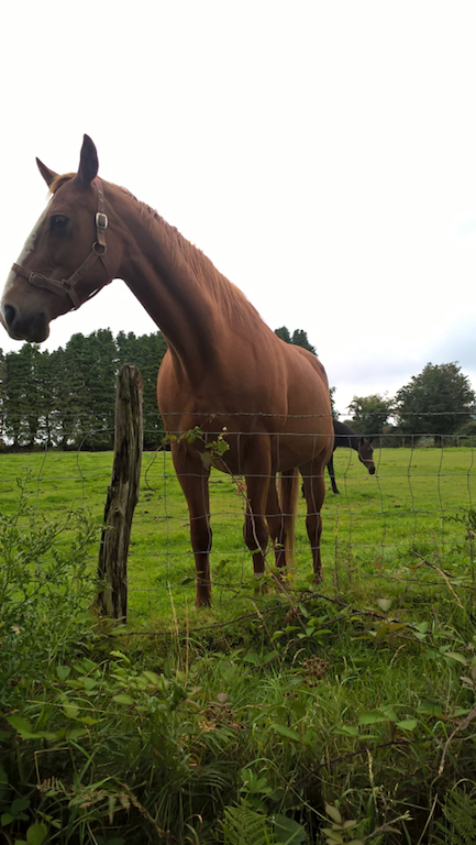 A brown horse looking over a fence; field is higher than where I'm standing so the horse is looking down on me