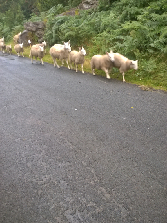 Some more sheep passing, but suspicious and slower